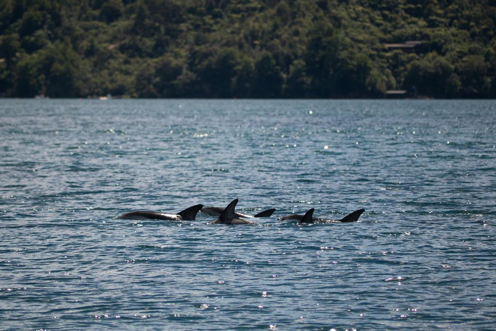 Lochmara Lodge - 20Mins By Boat From Picton Lochmara Bay Buitenkant foto