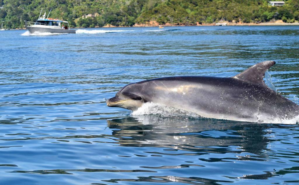 Lochmara Lodge - 20Mins By Boat From Picton Lochmara Bay Buitenkant foto